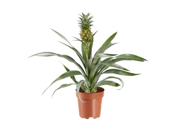 Anti-snorkeplante
