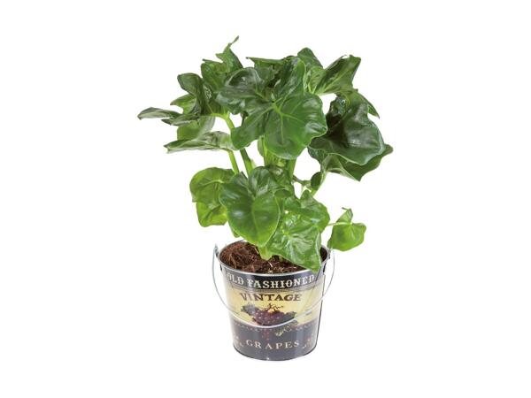 Grøn plante i spand