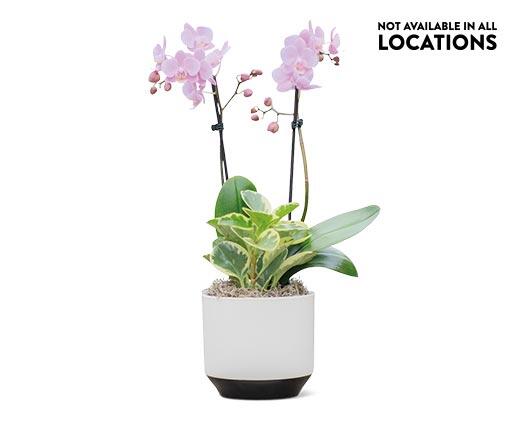6" Orchid Garden in Ceramic Pot