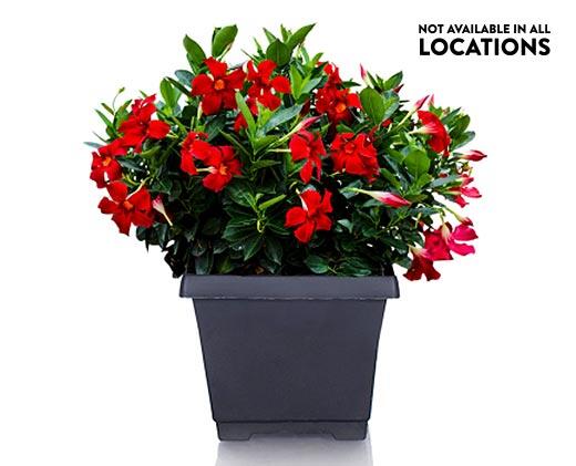 8" Patio Planter Assorted Varieties