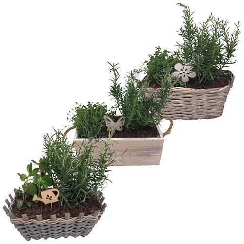 GARDENLINE Cassetta per erbe aromatiche