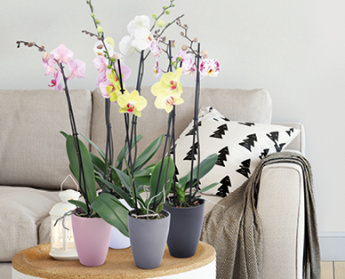 Orchidée