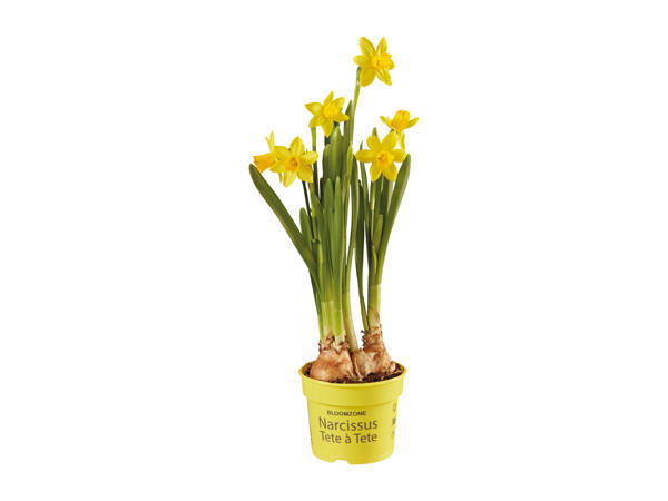 Potted Daffodils