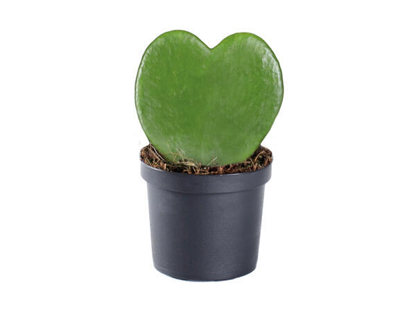 Hoya-hjerte