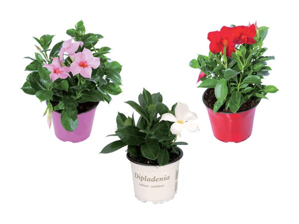 Mandevilla