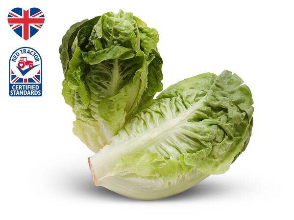 British Little Gem Lettuce