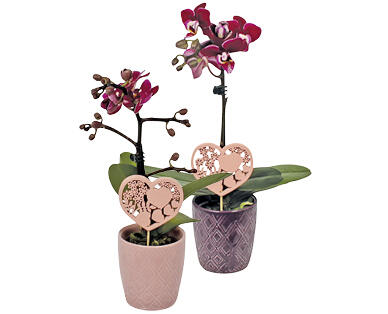 MINI ORCHIDEE