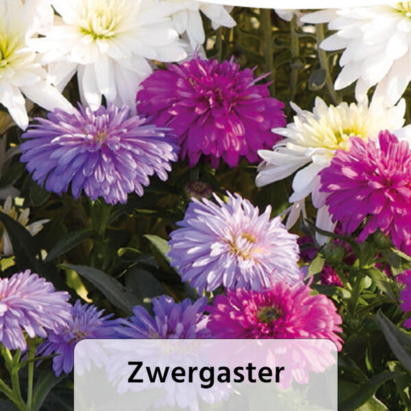 Sommer-Jungpflanzen