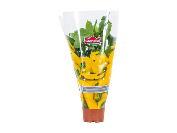 Vegetable Garden Plants