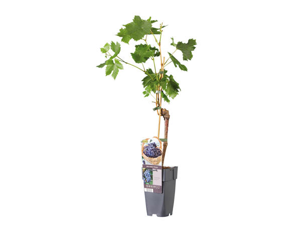 Pied de vigne