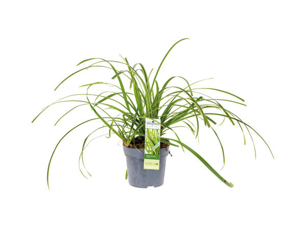 Ornamental Grass
