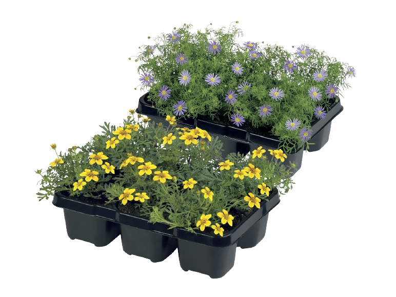Garden Container Plants