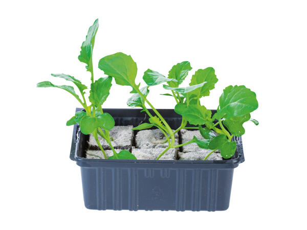 British Young Vegetable Plants