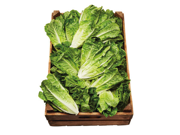 Romansallad