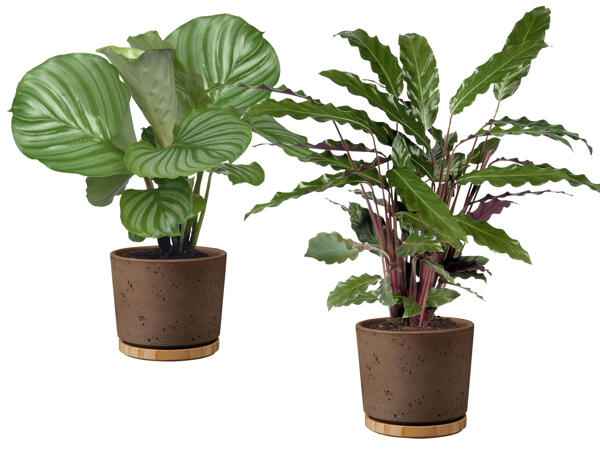 Calathea