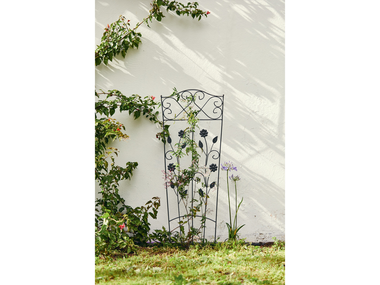 FLORABEST(R) Planteespalier