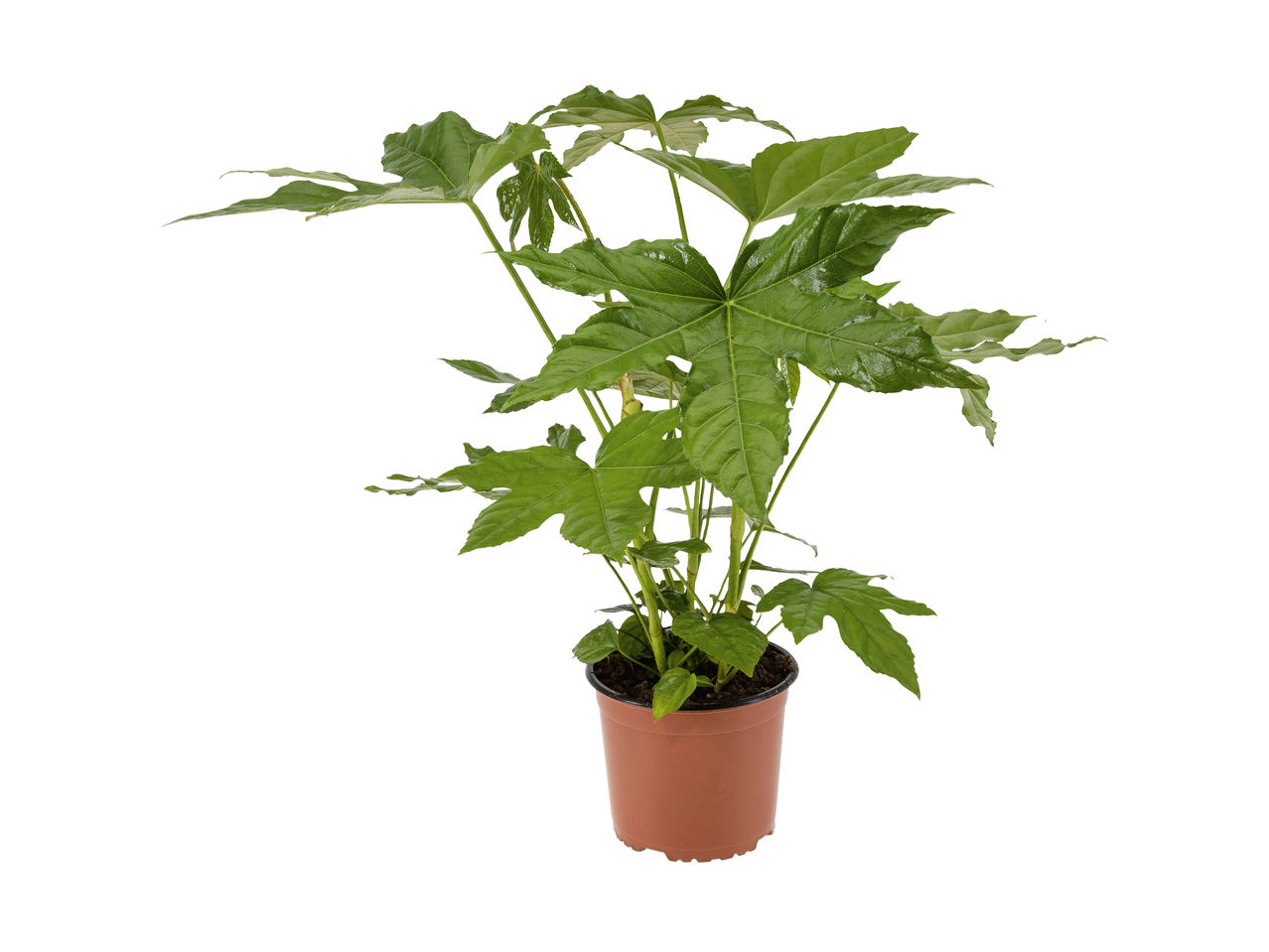 Aralia du Japon (Fatsia japonica)