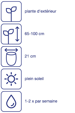 Arbuste toscan