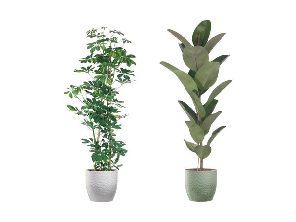 Stor grøn plante