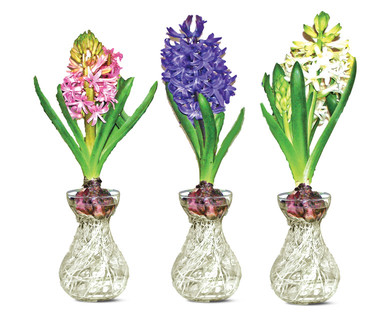 Hyacinth in Glass Vase