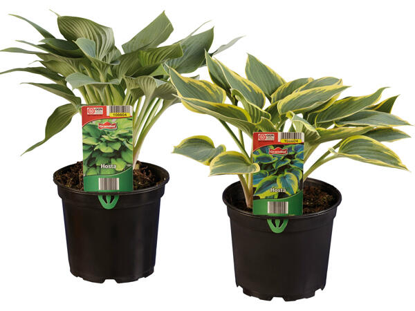 Hosta