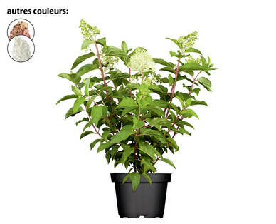 HORTENSIA PANICULÉ