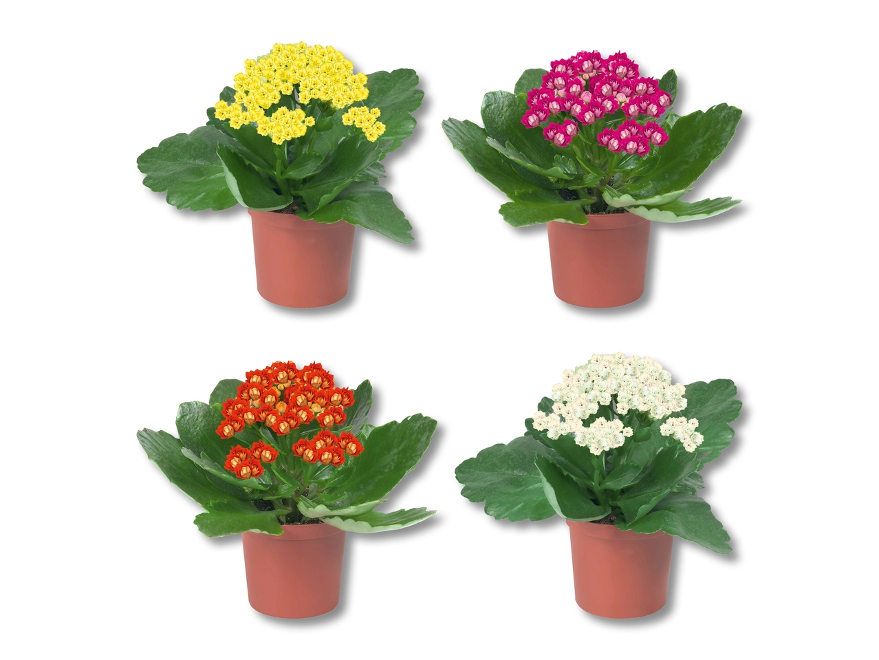 Mini kalanchoe