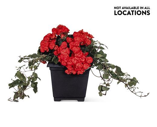 8" Patio Planter Assorted Varieties