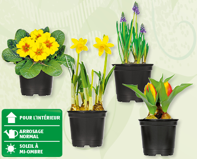Mélange de bulbes de fleurs