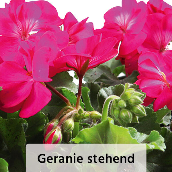 Geranien / Fuchsien
