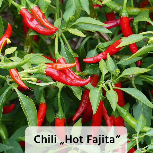 Gurkenpflanze Vielfalt Mix / Hot Peppers "Chill out"