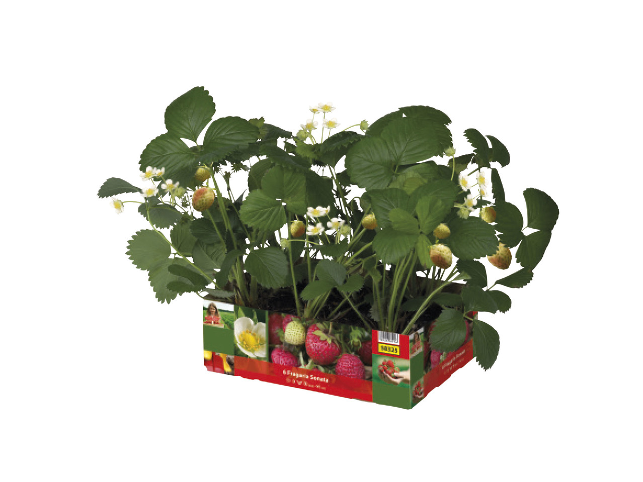 6 Strawberry Plants1