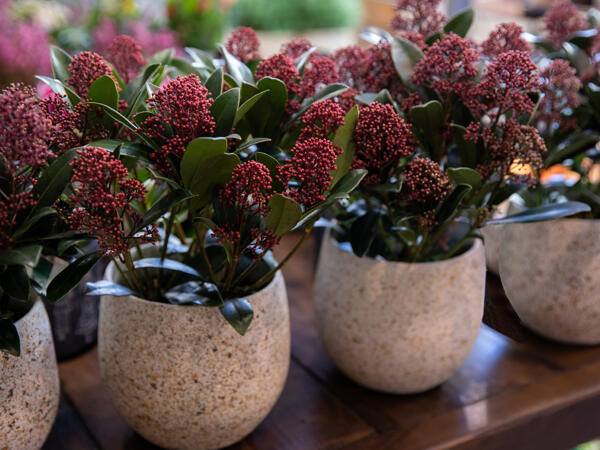 Skimmia