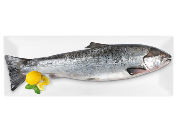 FISCHERSTOLZ Lachs im Ganzen