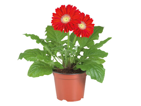Gerbera