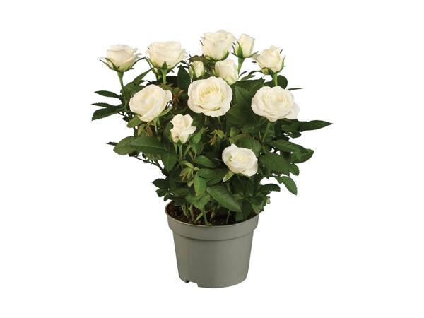 Mini Rose