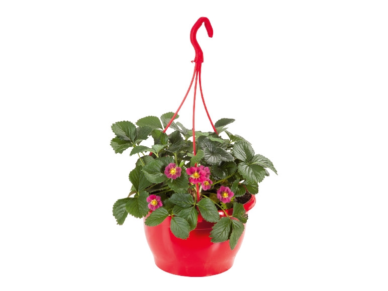 Hanging Strawberry Baskets
