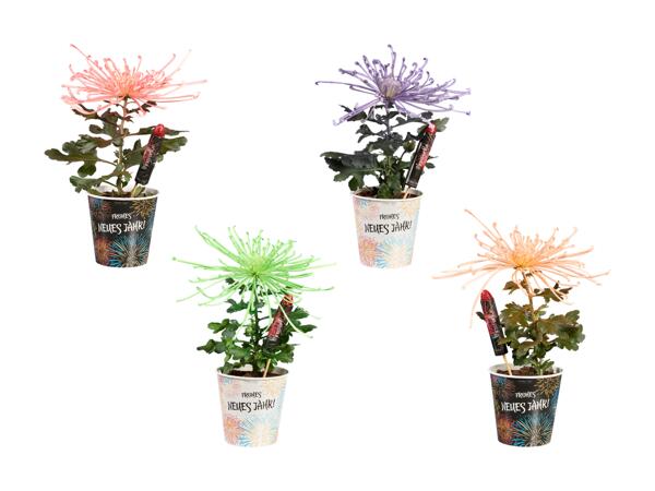 Crisantemi Flower rockets