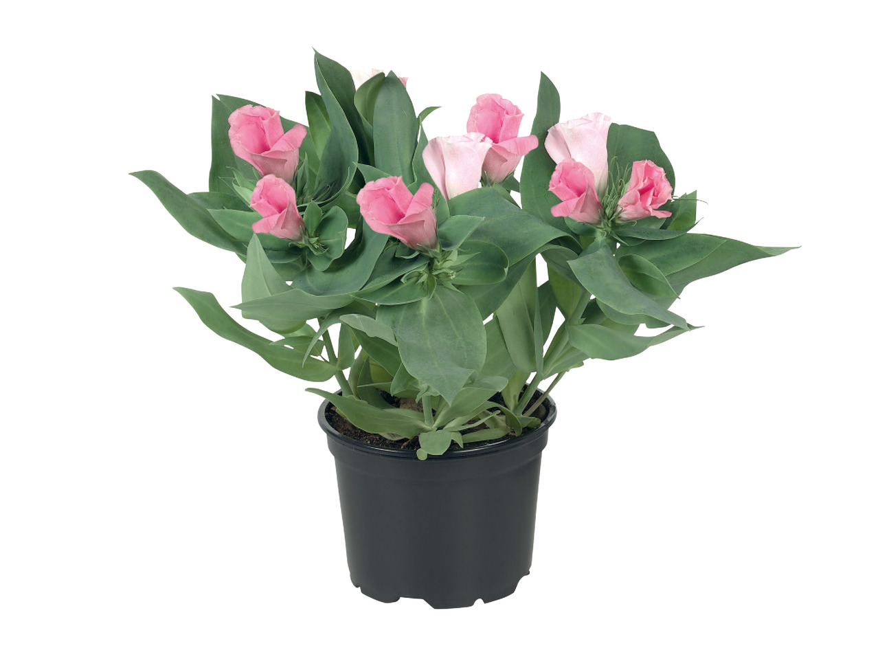 Eustoma1