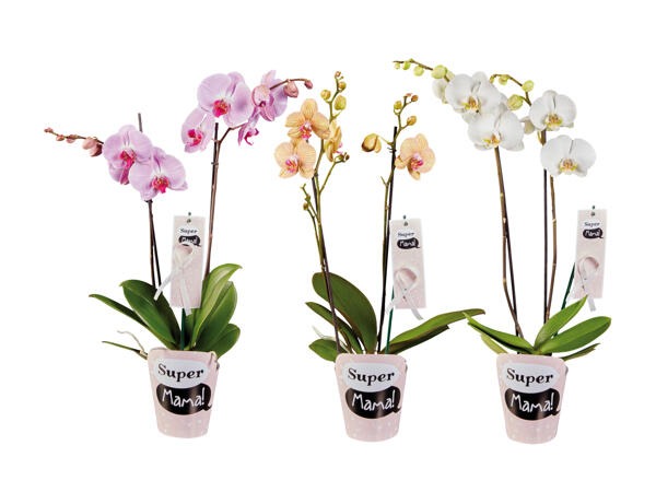 Phalaenopsis avec cache-pot "Super Maman" (uniquement en Suisse romande et alémanique)