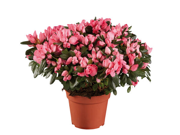 Premium Azalea
