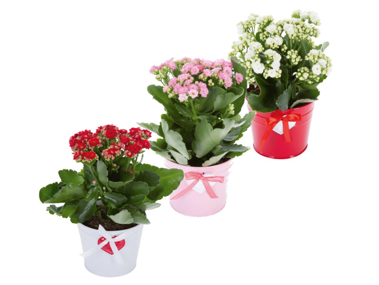Kalanchoe Heart