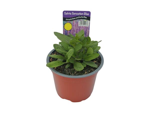 Salvia Sensation