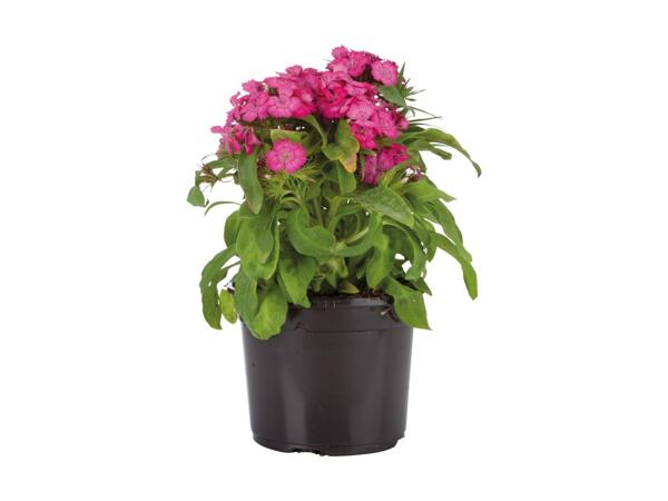 Summerheat Perennial Mix