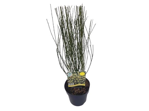Cytisus Praecox Mix / Broom