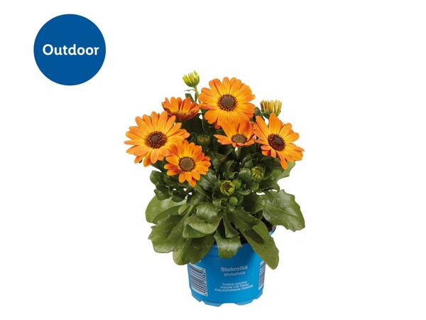 Osteospermum
