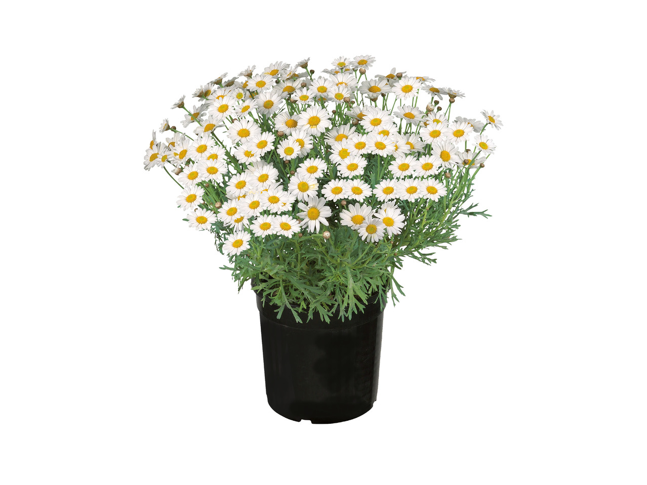 Margueritbusk