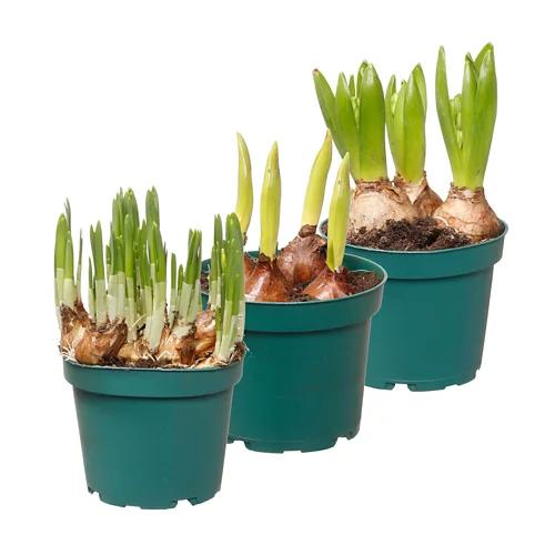 GARDENLINE Plantes à bulbe T12
