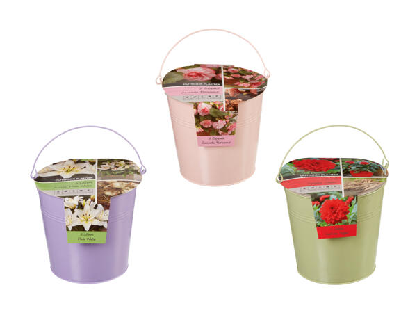 Bulbi in vaso di zinco