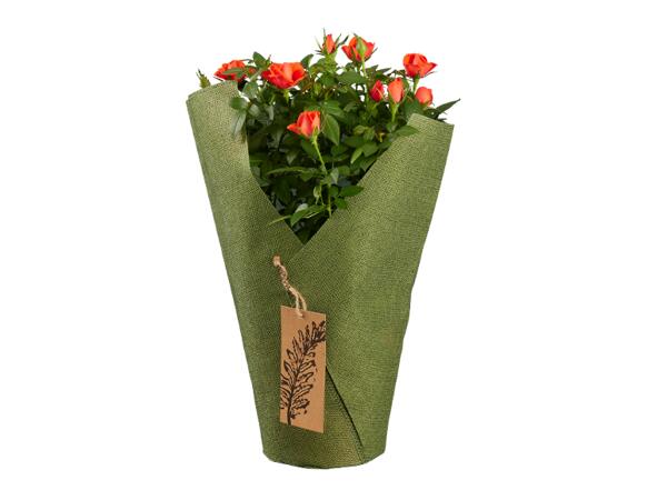 Roses